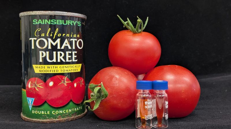A black Sainsbury’s Californian Tomato Purée can stands beside three red tomatoes and two small capped glass vials against a black background. The can’s yellow label reads “Made with genetically modified tomatoes” and “Double concentrate.”