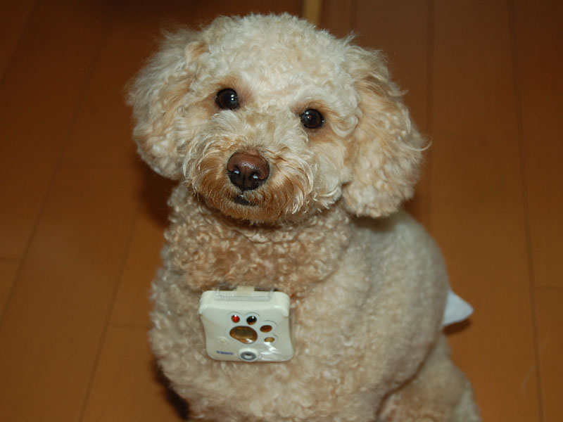 Cream-coloured toy poodle sitting on a wooden floor with a small white digital camera attached to its chest.